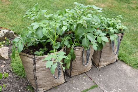 Growing Potatoes In Grow Bags 6 Steps Uk