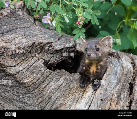 Pine Marten Kit Looking Out From Its Den Stock Photo Alamy