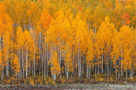 Aspen Tree Grove In Autumn Aspen Trees Aspen Grand Junction Colorado