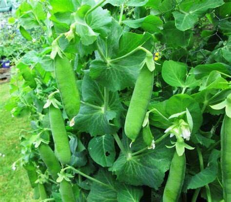 How To Grow Peas On A Trellis In A Small Garden