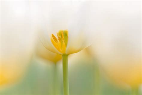 The Art Behind The Shot Dreamy Macro Flower Portraits