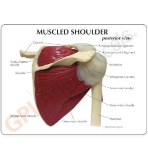 Gpi Anatomicals Muscled Joint Models Vwr