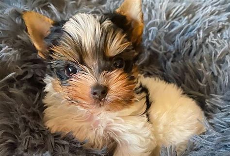 Loving And Loyal Is The Eye Catching Parti Yorkie Right For You K9 Web