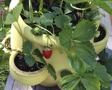 Growing Strawberries In Pots