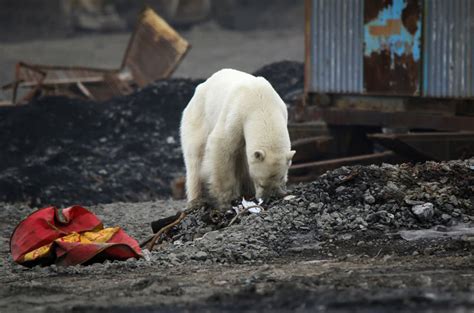 Hungry Polar Bear Spotted Wandering Into Russian City Looking For Food
