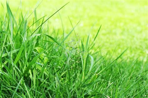 Grass | Free stock photos - Rgbstock - Free stock images | jazza | July ...