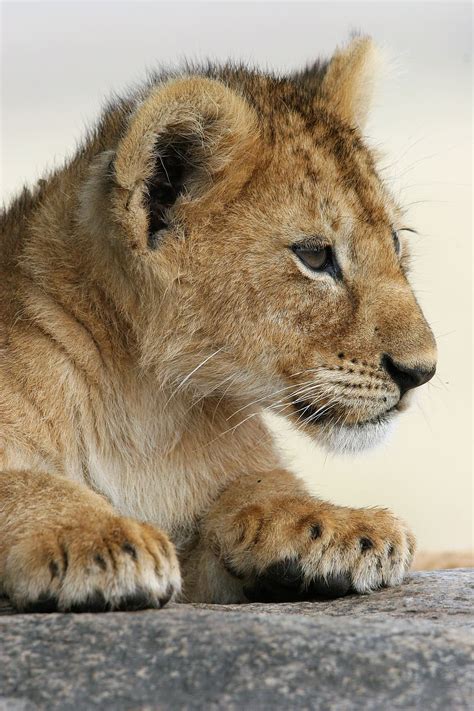 Baby Animal Lion Africa Wildlife Lion Cub Lion Babies Childhood