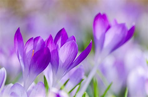 37 Purple Spring Flowers Wallpapers