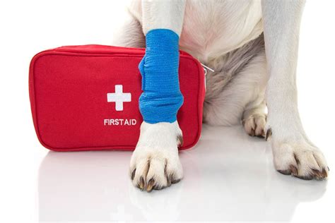 5 Must Haves For Your Pet First Aid Kit Pet Sitting Of Indianapolis