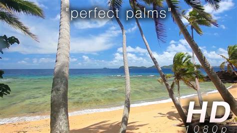 Perfect Palms 1 Hr Static Nature Video Nature Relaxation On Demand
