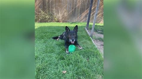 Jeffco Sheriff K-9 officer helps nab home invasion suspect | FOX31 Denver