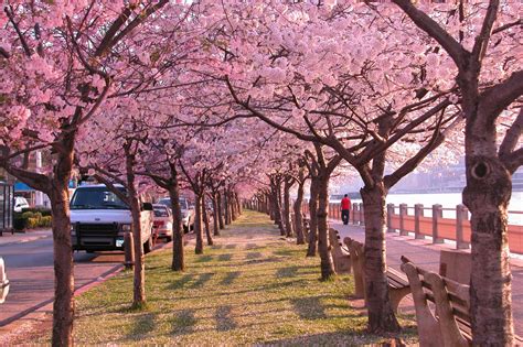 Anime Cherry Blossom 80 Wallpapers Adorable Wallpapers