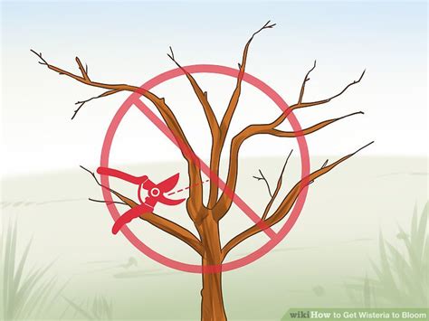 Wisterias requires annual pruning for success. Training Wisteria Into A Tree - The Home Garden