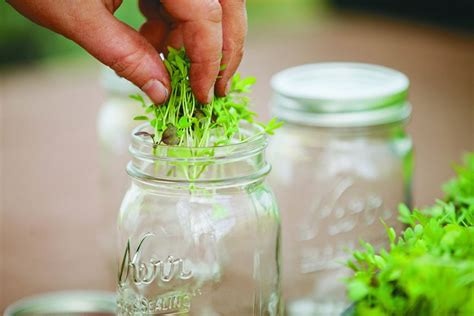 Starting An Indoor Kitchen Garden