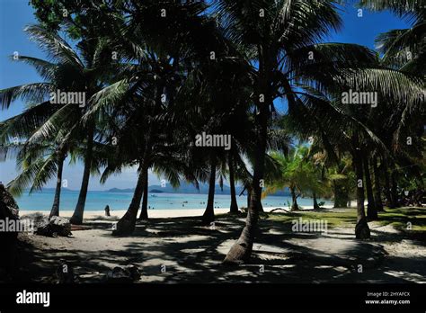 Palm Tress Along White Sandy Beach In Malcapuya Island Coron
