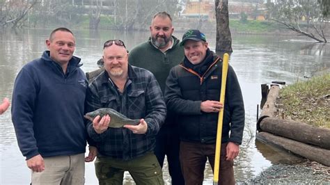 Fish Tracking Project Deniliquin Pastoral Times