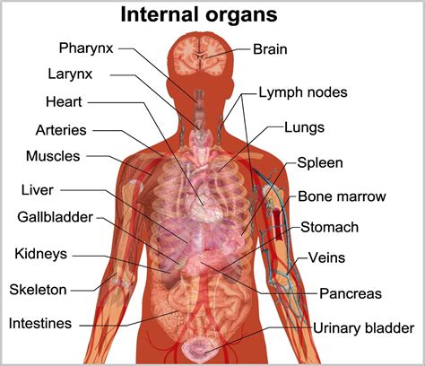 Internal Organ Chart Image Anatomy System Human Body Anatomy