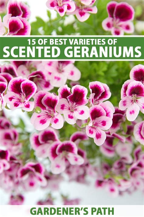 15 Of The Best Scented Geranium Varieties Gardeners Path