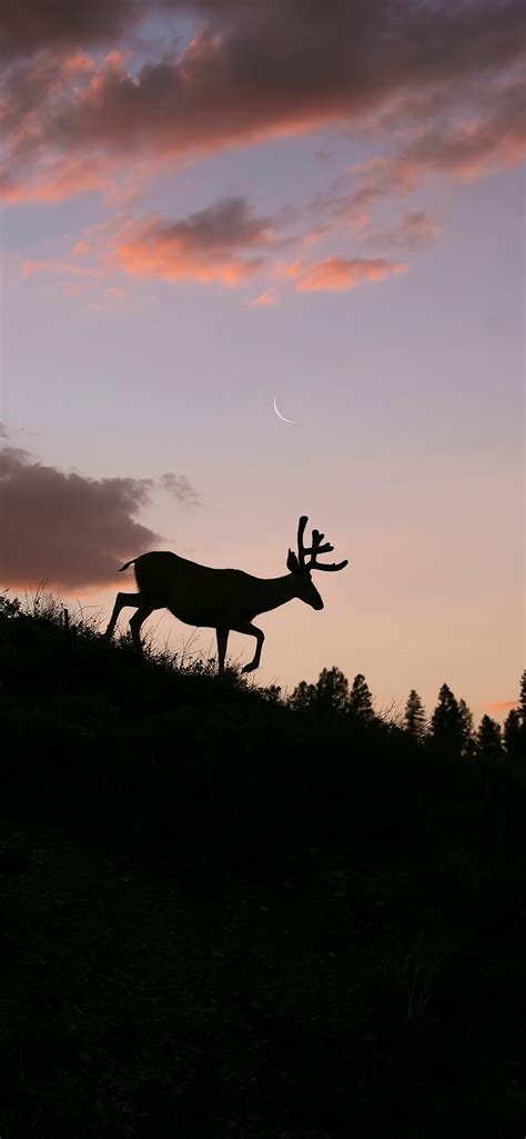 1242x2688 Reindeer Silhouette Iphone Xs Max Hd 4k Wallpapers Images
