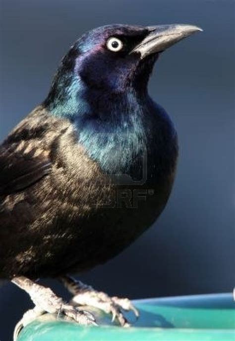 √ Blue Black Bird