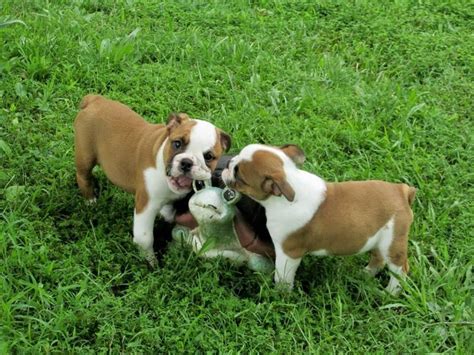 We love our boxer puppies and so will you! English Bulldog Puppies For Sale | Fayetteville, NC #153176