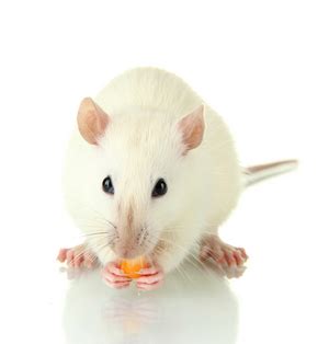 If you are curious on how to puree meat for babies, follow these easy steps so your baby can enjoy a tasty and nutritious meal. Best Dry Food for Rats | Pet Comments