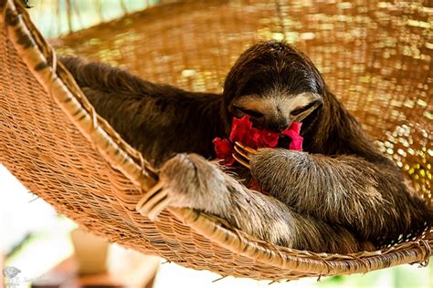 Facts About Sloths Cute Adorable And Fascinating Travel Yourself