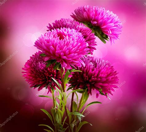 Aster Flowers Bouquet Art Design — Stock Photo © Subbotina 29984589