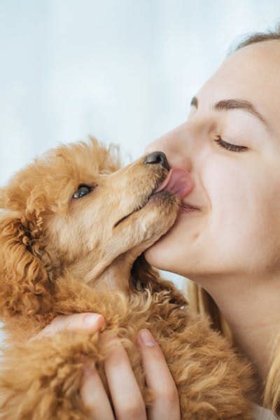 Why Some Dogs Dont Like To Cuddle Wag Dogs Dog Minding Cuddling