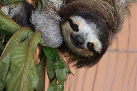 Sloth Digestion