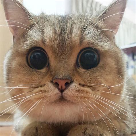 Big Eye Cat