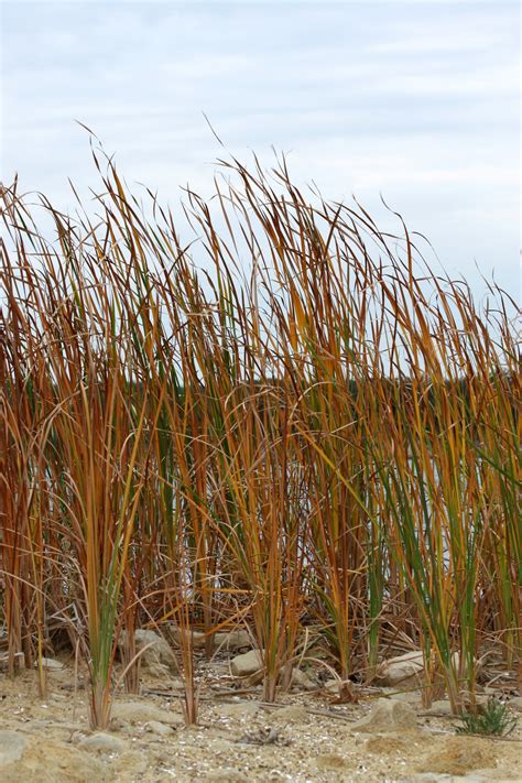 Cattail Reeds In Fall Free Stock Photo Public Domain Pictures