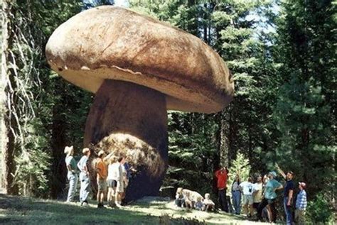 Oregons Giant The Largest Organism On Earth Giant Mushroom Large