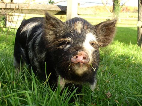This Is A Kunekune Pig The Breed Is Rare But I Will Have One Someday
