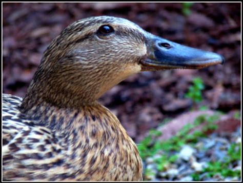 A Ducks Smile By Hyperteenager On Deviantart