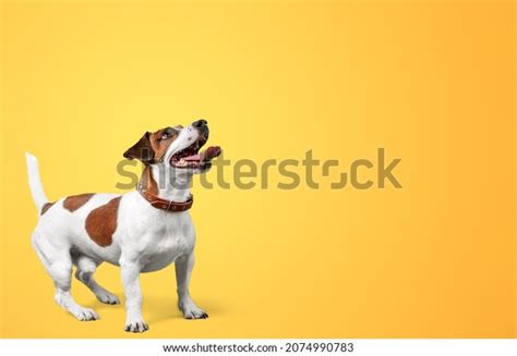 Happy Cute Dog Posing On Background Stock Photo 2074990783 Shutterstock