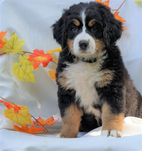 Akc Registered Bernese Mountain Dog For Sale Millersburg Oh Female
