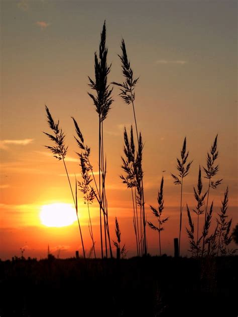 Tall Grass Sunset By Canonfire1