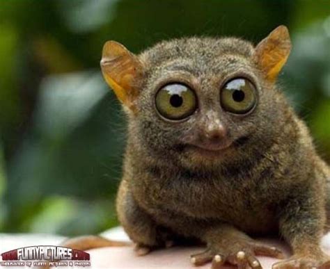 Big Eyes Funny Animals Funny Pics For Project Pinterest Big