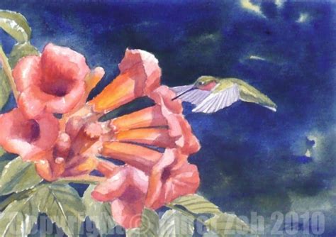Zeh Original Art Blog Watercolor And Oil Paintings Hummingbird And