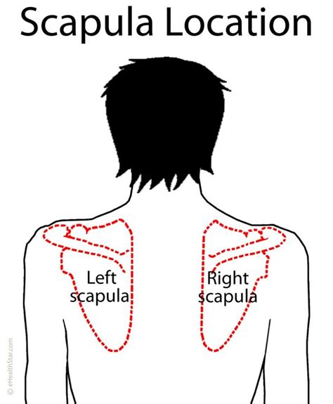 Look in the mirror, is your shoulder blade lower on the side that hurts? Scapula (Shoulder Blade) Anatomy, Muscles, Location, Function | eHealthStar in 2020 | Shoulder ...