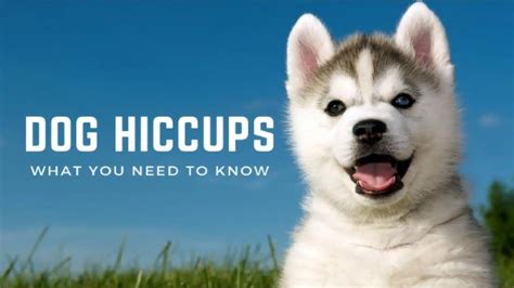 Dog Hiccups What You Need To Know