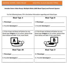 We are two amorphous amoebas who teach science. Monohybrid Cross Punnett Square Worksheet | Biology Worksheets, Study Guides, and Homework ...