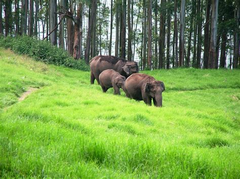 This is not the case anymore. The Nilgiri Biosphere Reserve - Honey Portal