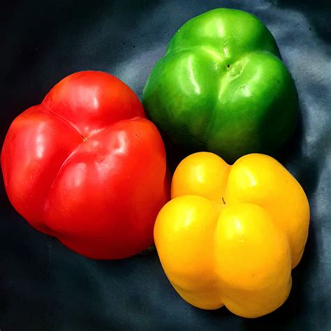 The Bell Pepper Is The Fruit Of Plants In The Grossum Cultivar Group Of The Species Capsicum