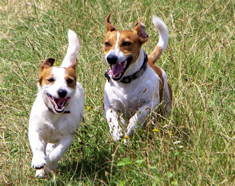 Wann genau dies der fall ist, ist zwar immer individuell, im durchschnitt aber werden unsere katzen zwischen dem 6. Wann ist ein Jack Russell Terrier geschlechtsreif ...