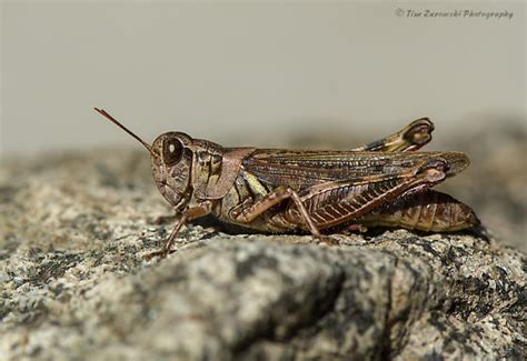 Migratory Grasshopper Melanoplus Sanguinipes Melanoplus Bugguidenet