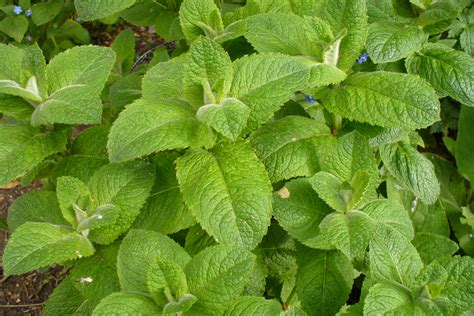 Mint Mentha Highbury Wildlife Gardenhighbury Wildlife Garden