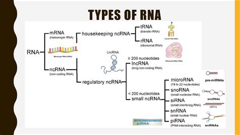 Structure Function And Types Of Rna Mrna Trna Rrnalncrna Mirna Si Medical Laboratory