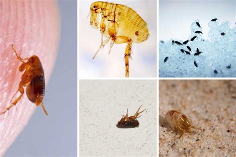13 Bugs That Look Like Fleas And How To Spot The Difference Wild